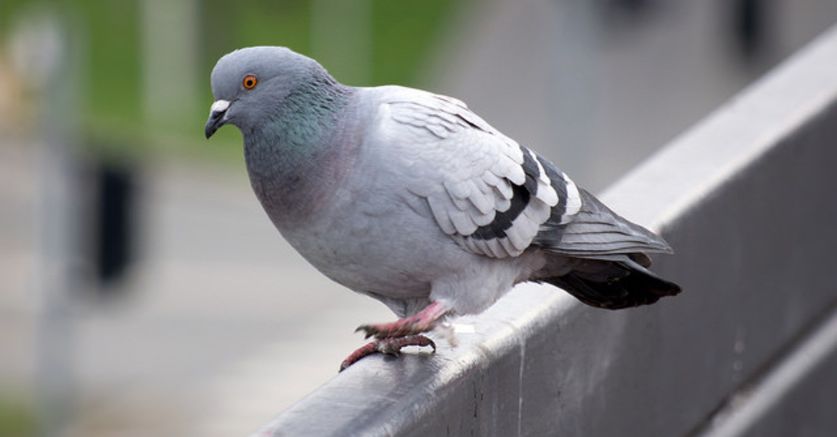 Western Wisconsin City Agrees To Let Farmers Shoot Pigeons Wisconsin